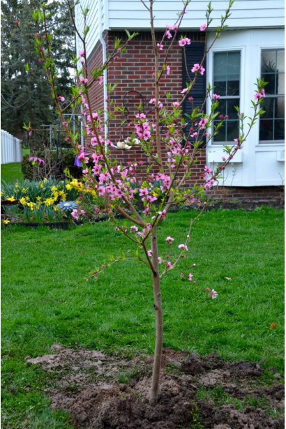 Дерево персика Фиделия: компактное, эстетичное и высокопроизводительное.